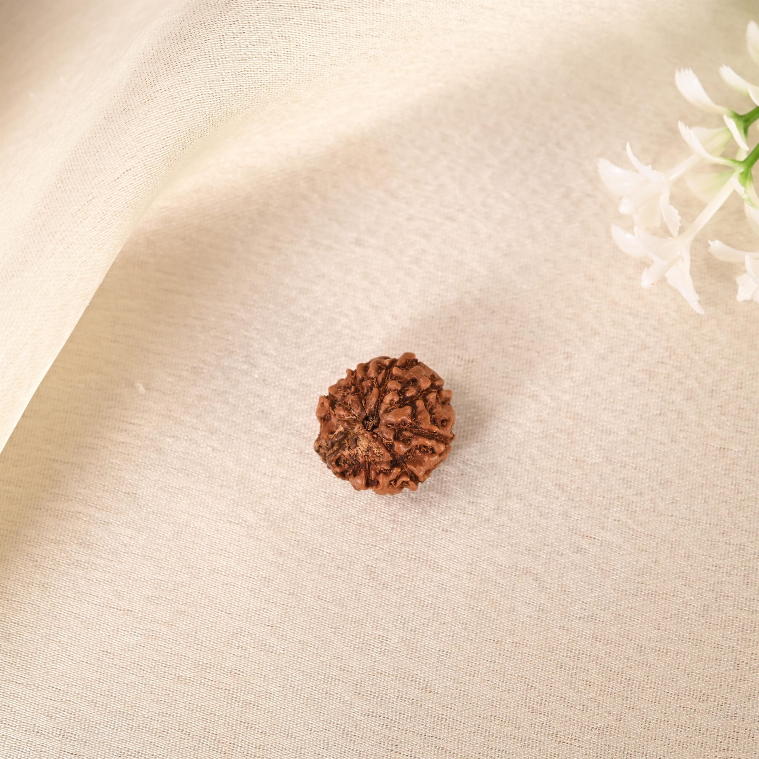 10 Face Rudraksha (Indonesian)